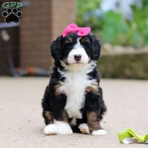 Lemonade, Mini Bernedoodle Puppy